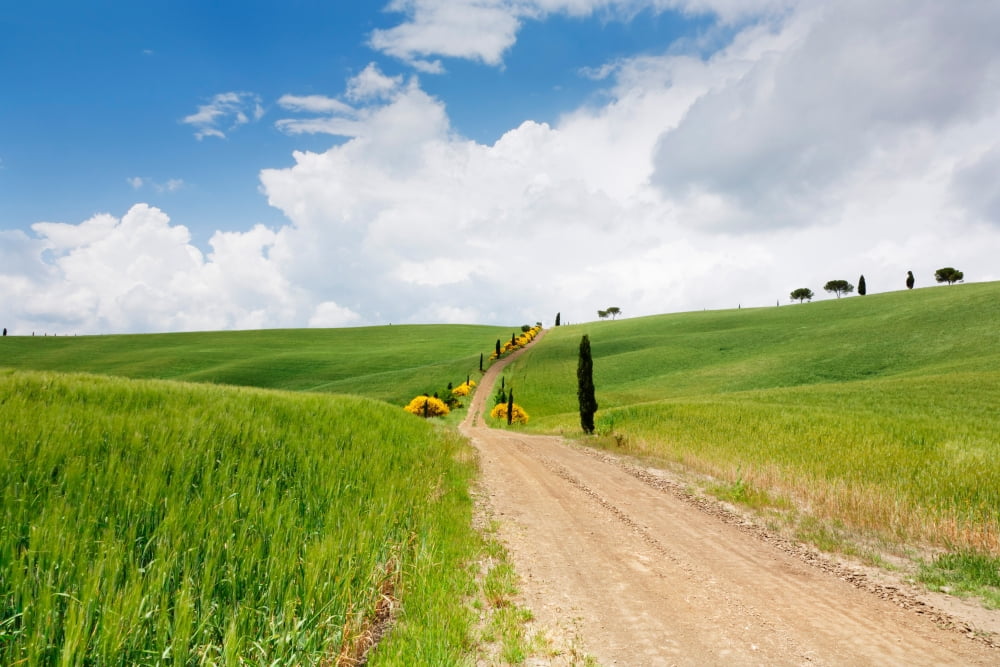 Path with cypress trees in field San Quirico dOrcia Val dOrcia Siena Province Tuscany Italy Canvas Art - Panoramic Images (36 x 12)