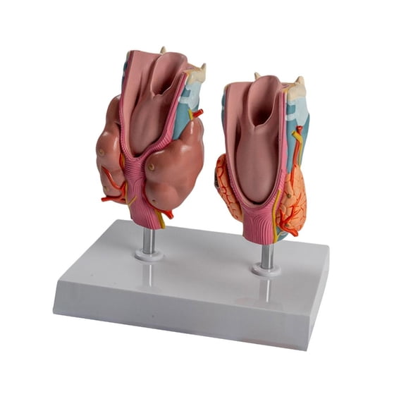 Pathological Thyroid Throat Anatomy Model for Educational Use ecture Report