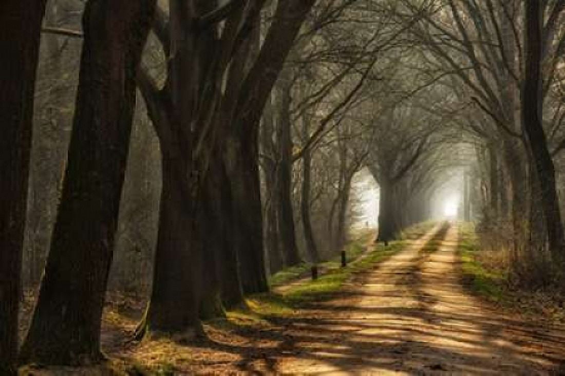 Paths Canvas Art - Lars Van de Goor (12 x 18)