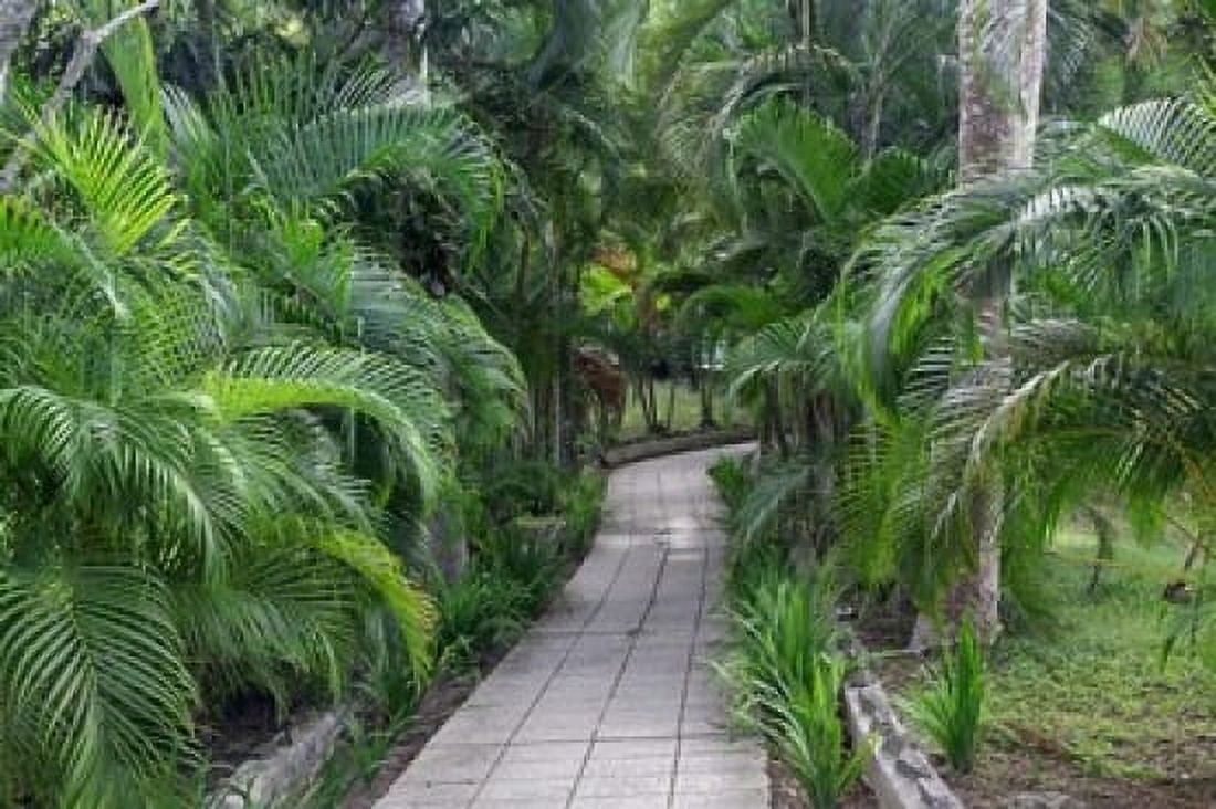 Pathway Hemingway House Hemingway Museum Finca Vigia Havana Cuba Canvas Art - Adam Jones DanitaDelimont (19 x 13)