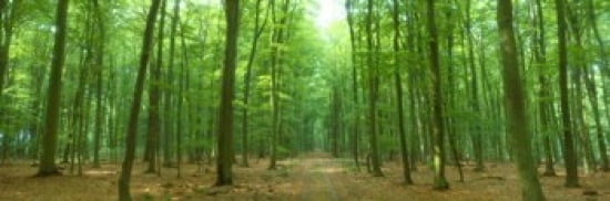 Pathway Through Forest Mastatten Germany Canvas Art - Panoramic Images (36 x 12)
