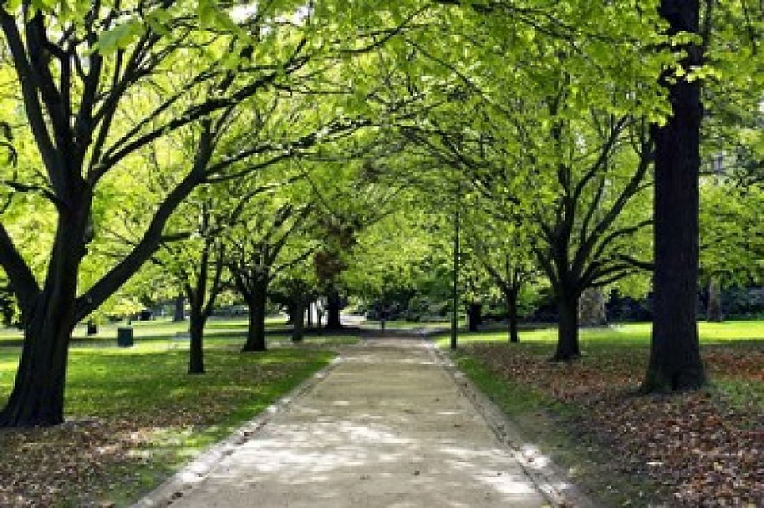 Pathway and Trees Kings Domain Melbourne Victoria Australia Canvas Art - David Wall DanitaDelimont (26 x 17)