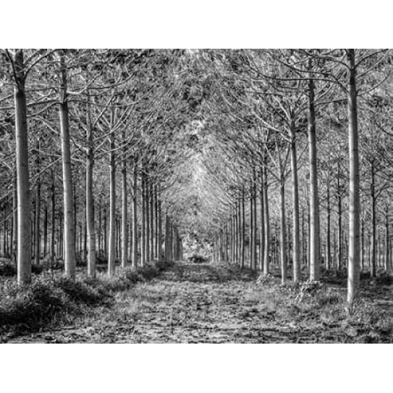 Pathway through trees in forest Poster Print by Assaf Frank (18 x 24)