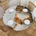 thumbnail image 1 of Patifu Squirrel Theme Stain-Resistant Round Tablecloth 100% Polyester Fiber Outdoor Picnic Camping and Indoor Kitchen Dining Party 42"-46, 1 of 8