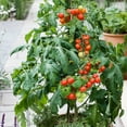 thumbnail image 1 of Patio Choice Red F1 Hybrid Tomato Seeds - 1 Oz ~6800 Seeds - Non-GMO, F1 Hybrid - Vegetable Garden - Lycopersicon esculentum, 1 of 1