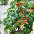thumbnail image 1 of Patio Choice Red F1 Hybrid Tomato Seeds - 300 Mg Packet ~70 Seeds - Non-GMO, F1 Hybrid - Vegetable Garden - Lycopersicon esculentum, 1 of 7