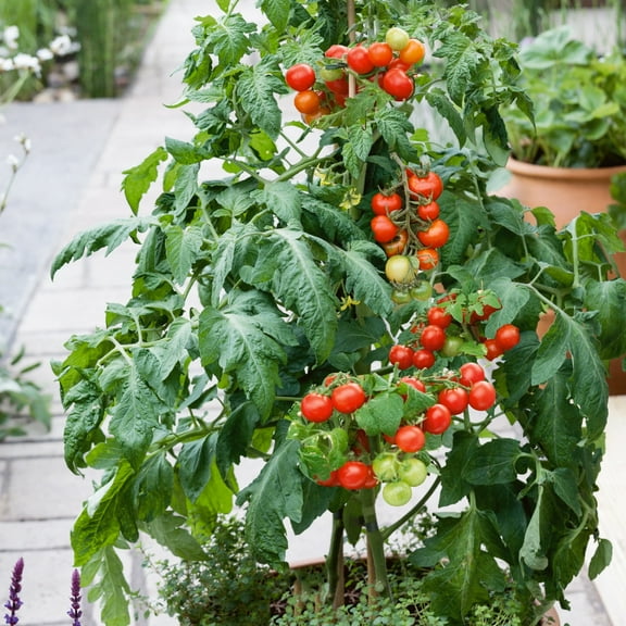 Patio Choice Red F1 Hybrid Tomato Seeds - 300 Mg Packet ~70 Seeds - Non-GMO, F1 Hybrid - Vegetable Garden - Lycopersicon esculentum