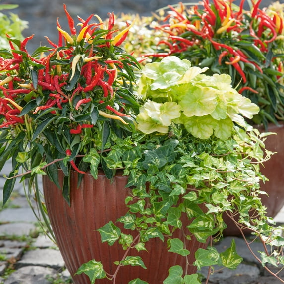 Patio Fire n Ice Ornamental Hot Pepper Seeds - 1 Lb ~80000 Seeds - Non-GMO - Vegetable Garden - Capsicum annuum