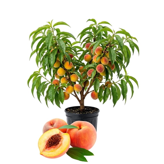Patio Peach Tree Live Plant, Sweet Peach Fruit Tree, 1-2 Feet Tall, Cold Hardy, Tropical Fruit Tree for Outdoor Planting