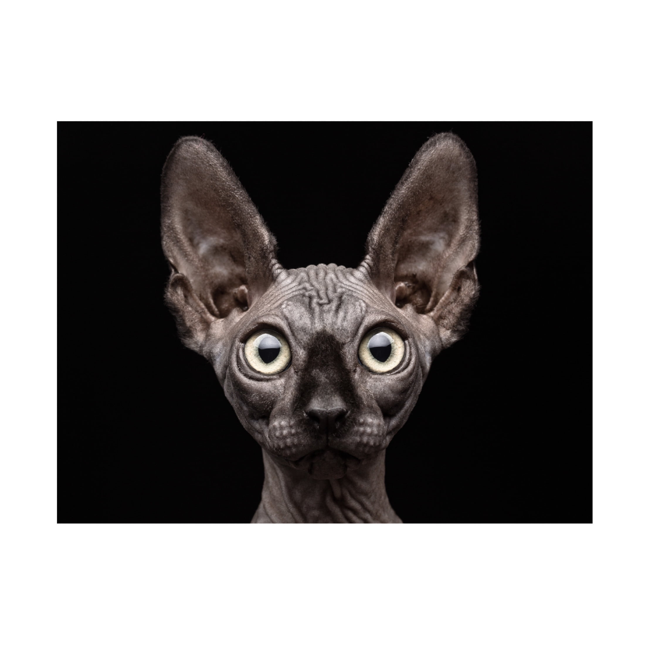 Patrick Matte 'Sphynx Cat' Canvas Art - 24 x 18 Inches