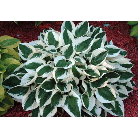 Patriot Hosta - Hosta of the Year 1997 - Quart Pot