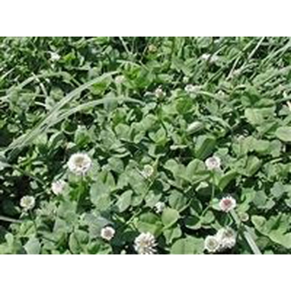 Patriot White Clover Seed - 10 Lbs.
