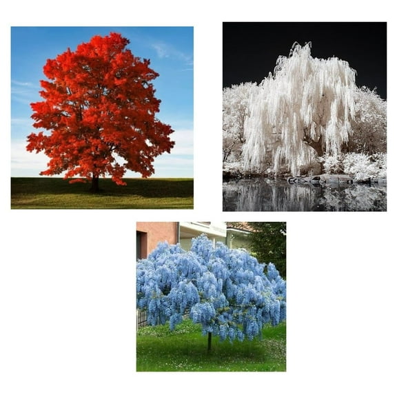 Patriotic Tree Seedlings Packet - Red, White, Blue Colors - Red Maple, White Willow, Blue Wisteria