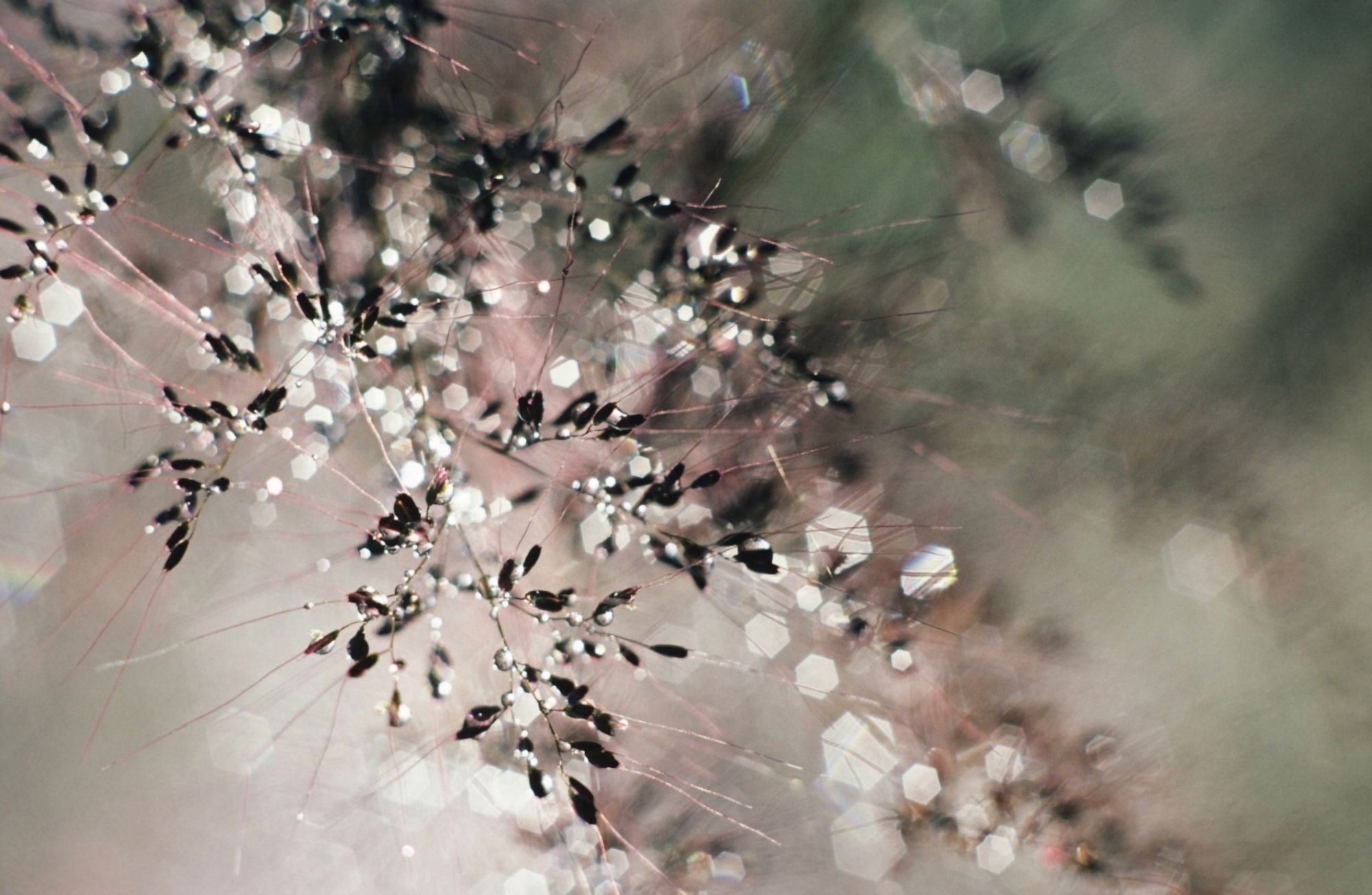 Pattern Of Plant And Water Droplets Selective Focus Canvas Art - Larry Dale Gordon Design Pics (34 x 22)