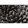 thumbnail image 1 of Patterned Succulent Poster Print by Alan Hausenflock (10 x 14), 1 of 1