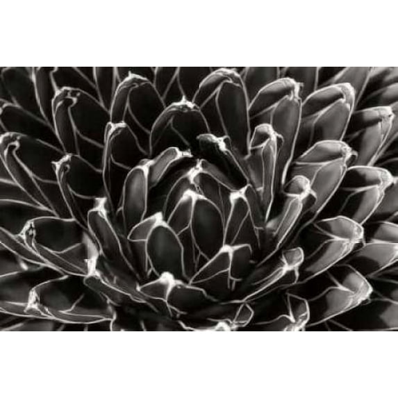 Patterned Succulent Poster Print by Alan Hausenflock (10 x 14)