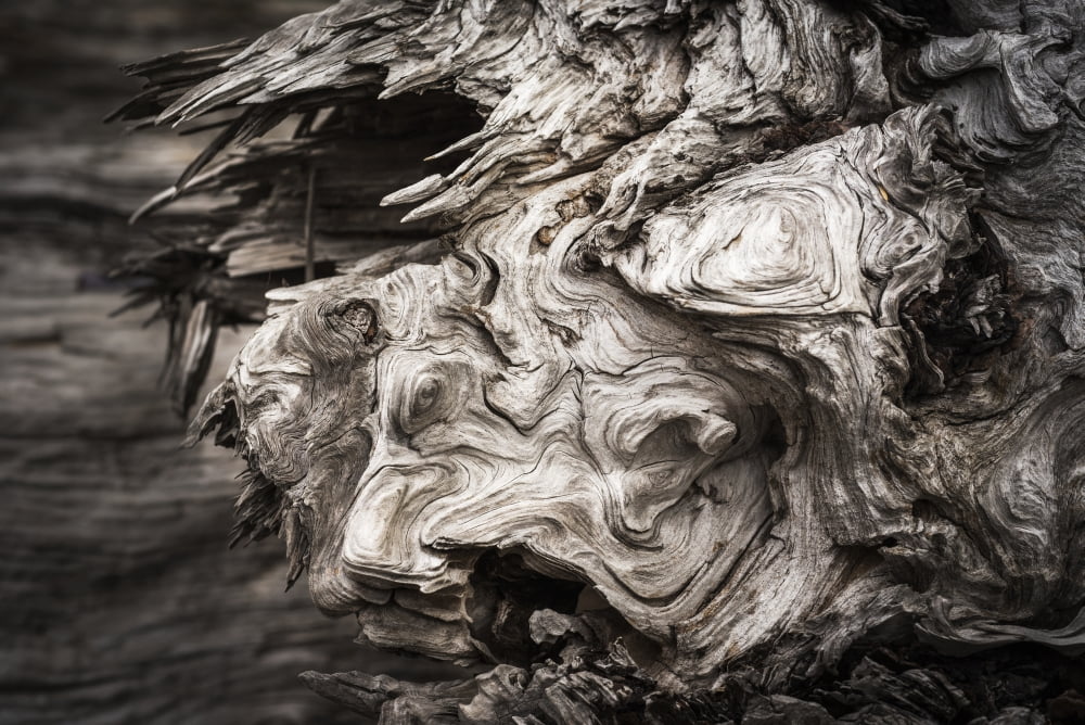Patterns are found in the driftwood at Willapa Bay on the Washington Coast Bay Center Washington United States of America Canvas Art - Robert L Potts Design Pics (19 x 12)