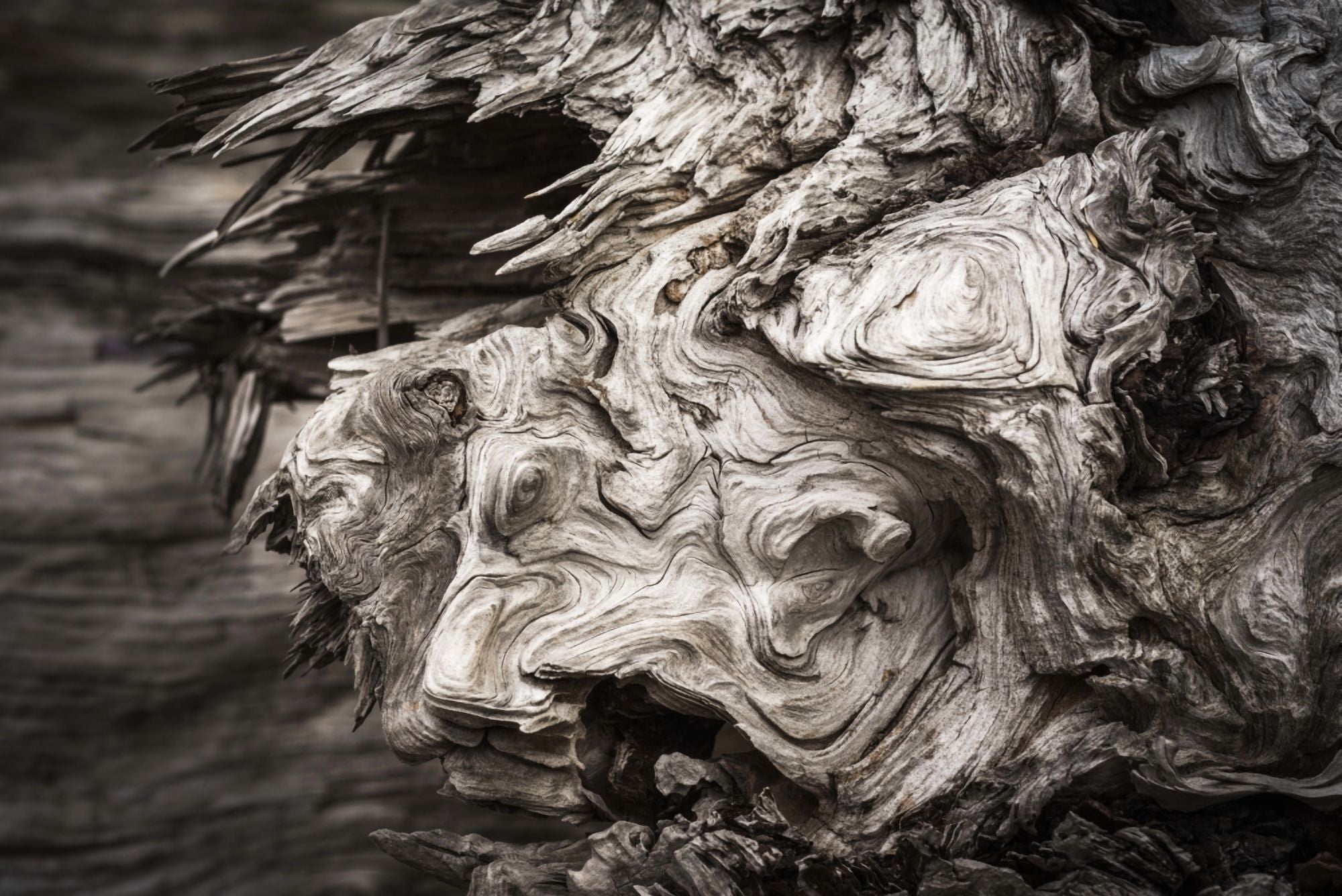 Patterns are found in the driftwood at Willapa Bay on the Washington Coast Bay Center Washington United States of America Canvas Art - Robert L Potts Design Pics (38 x 24)