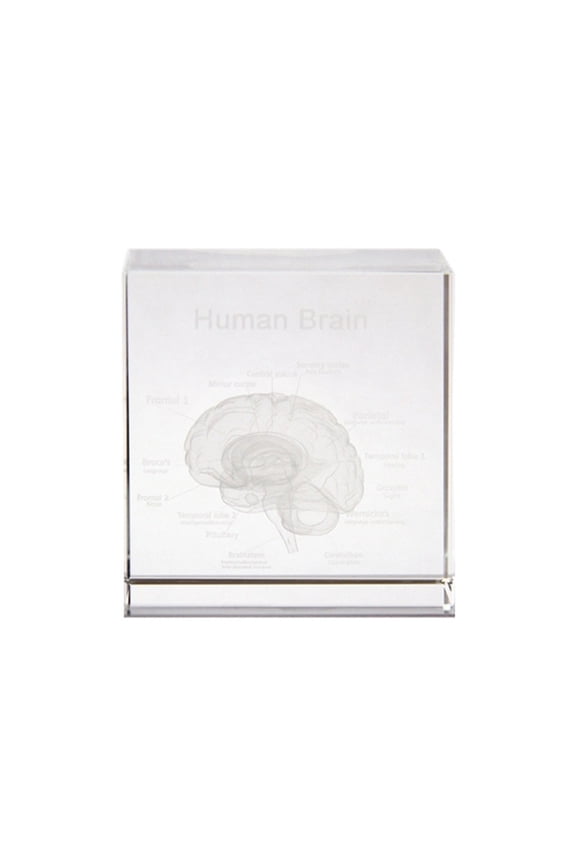 Very Clear Detailed Human Head Model with Removable Parts for Anatomy Study
