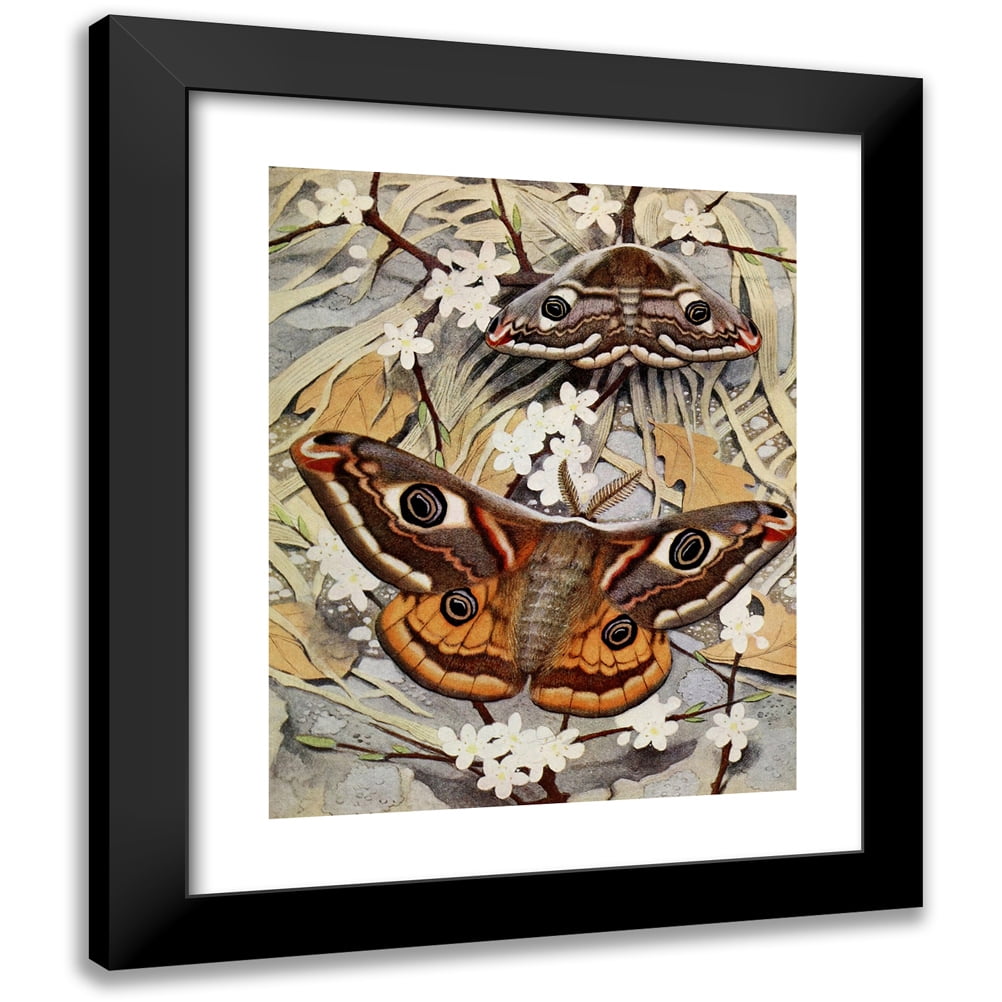 Paul-Andre Robert 20x24 Black Modern Framed Museum Art Print Titled - Le Petit-Paon De Nuit (1934)