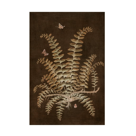 Paul Montgomery 'Ferns in Roasted Brown V' Canvas Art