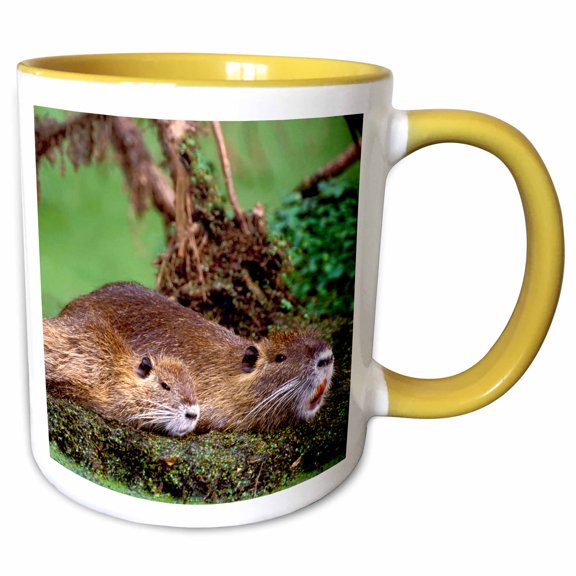 3drose, Paul Rainey Wildlife Sanctuary, Nutria Wildlife - Us19 Bja0004 - Jaynes Gallery, 11oz Two-tone Yellow Mug