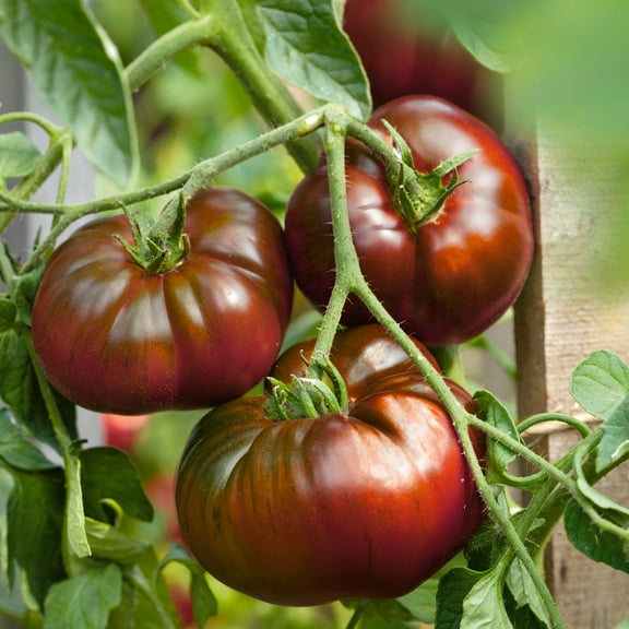 Paul Robeson Tomato Seeds - 300 Mg Packet ~65 Seeds - Non-GMO, Heirloom - Vegetable Garden - Solanum lycopersicum