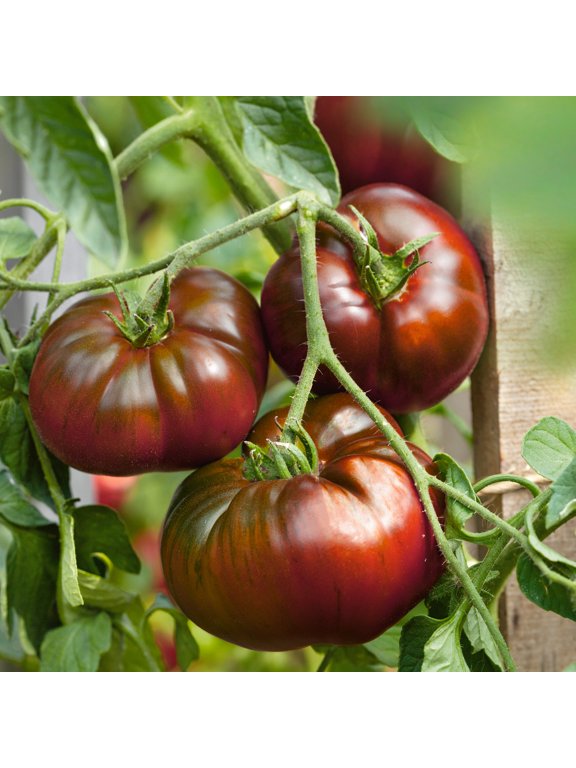 65 Paul Robeson Tomato Plant Seeds, Non-GMO, Heirloom