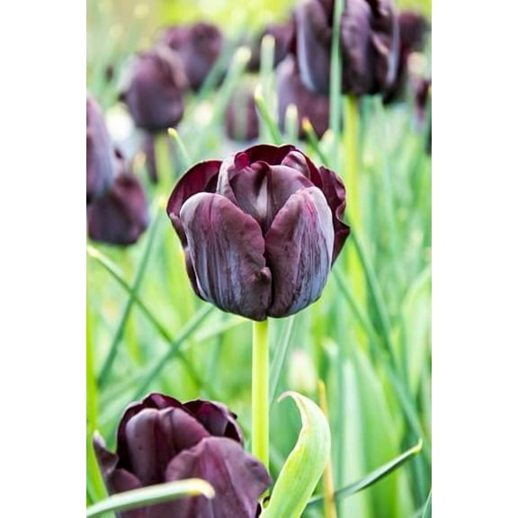 Paul Scherer Single Late Tulip 5 Bulbs - 12/+ cm Bulbs - Darkest Black Tulip