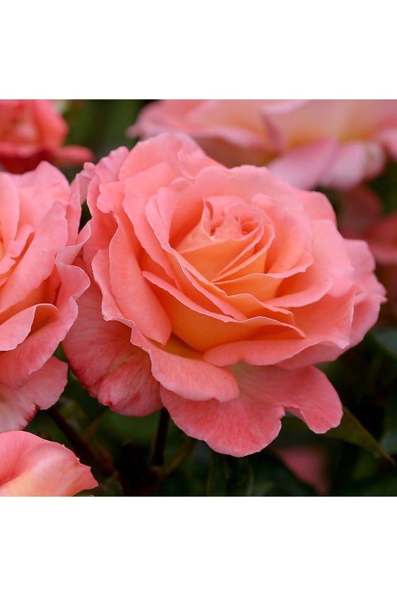 Paul Shirville Hybrid Tea Rose by Heirloom Roses - Fragrant Rose Bush