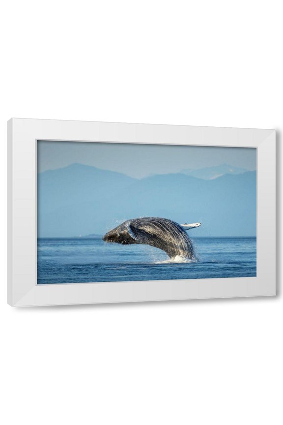 Paul Souders 4x14 White Modern Wood Framed Wall Art Titled - Alaska-Water streams from breaching Humpback Whale in Frederick Sound near Kupreanof Island