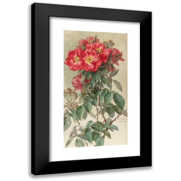 Paul de Longpre 9x14 Black Modern Framed Museum Art Print Titled - Branches of Ragged Robin Roses (1903)