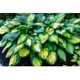 thumbnail image 1 of Paul's Glory Hosta - Dark and Light Green Yellow Leaves - Large, Beautiful Hosta Roots to Grow Your Own (3 Roots), 1 of 4