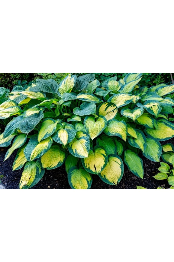 Paul's Glory Hosta - Dark and Light Green Yellow Leaves - Large, Beautiful Hosta Roots to Grow Your Own (3 Roots)