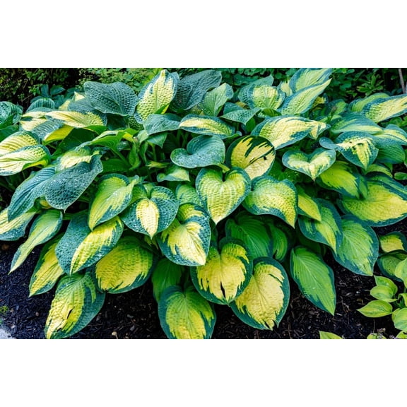 Paul's Glory Hosta - Dark and Light Green Yellow Leaves - Large, Beautiful Hosta Roots to Grow Your Own (5 Roots)