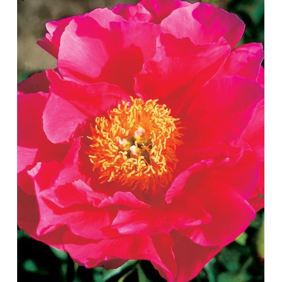 Paula Fay Peony