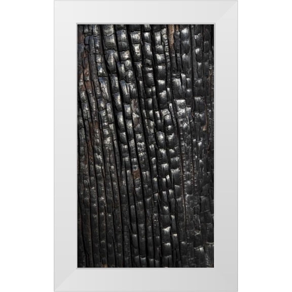 Paulson, Don 10x14 White Modern Wood Framed Museum Art Print Titled - Texas, Guadalupe Mountains NP Burnt tree trunk