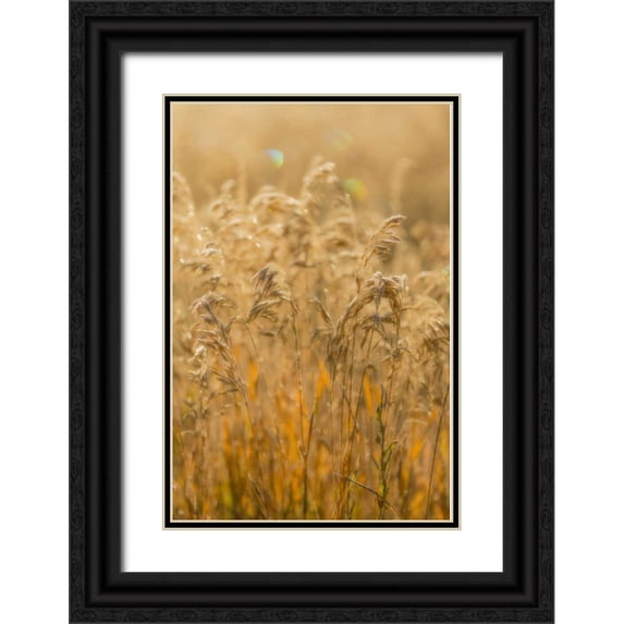 Paulson, Don 11x14 Black Ornate Wood Framed with Double Matting Museum Art Print Titled - Colorado, Gunnison NP Close-up of golden grasses