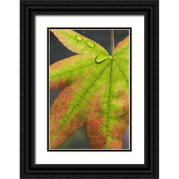 Paulson, Don 11x14 Black Ornate Wood Framed with Double Matting Museum Art Print Titled - Maple leaf with dew on it