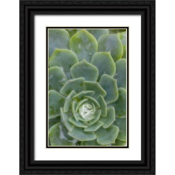 Paulson, Don 11x14 Black Ornate Wood Framed with Double Matting Museum Art Print Titled - Mexico Succulent plant with dew drops