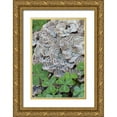 thumbnail image 1 of Paulson, Don 11x14 Gold Ornate Wood Framed with Double Matting Museum Art Print Titled - CA, Samuel P Taylor SP, Oxalis leaves and fungus, 1 of 4