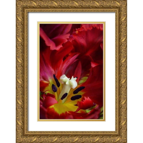Paulson, Don 11x14 Gold Ornate Wood Framed with Double Matting Museum Art Print Titled - WA, Seabeck Interior of parrot tulip flower