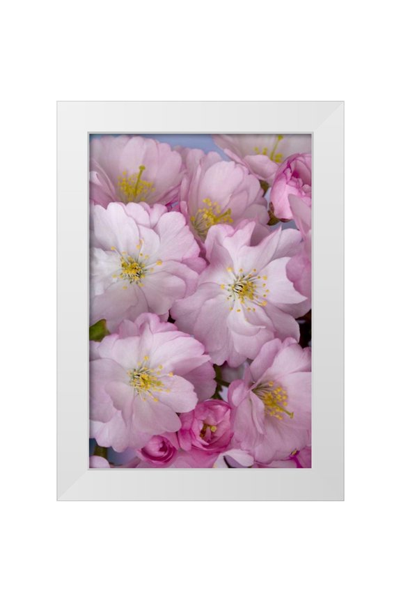 Paulson, Don 11x14 White Modern Wood Framed Museum Art Print Titled - A group of cherry blossoms or sakura in spring