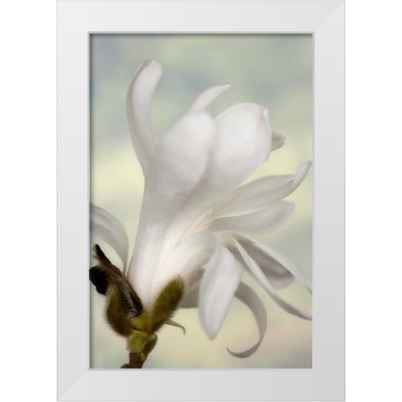 Paulson, Don 11x14 White Modern Wood Framed Museum Art Print Titled - A single star magnolia flower