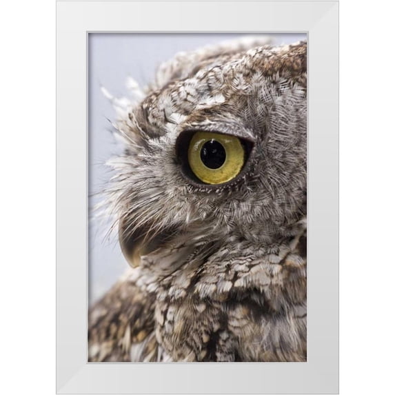 Paulson, Don 11x14 White Modern Wood Framed Museum Art Print Titled - Alaska, Ketchikan Western screech owl