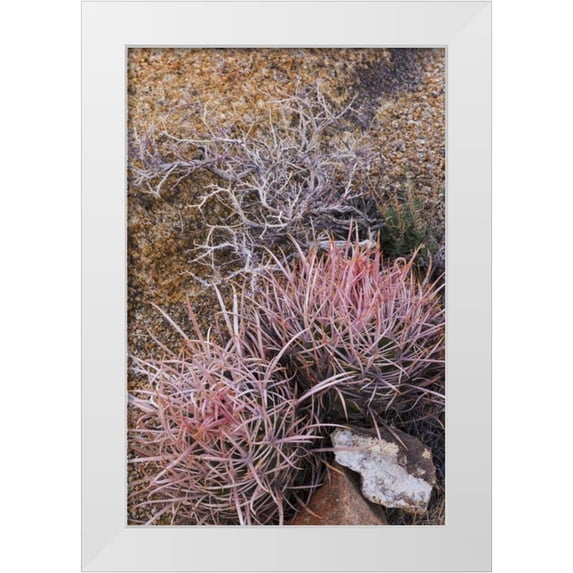Paulson, Don 11x14 White Modern Wood Framed Museum Art Print Titled - California, Alabama Hills Barrel cactus scenic