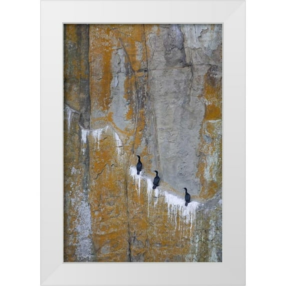 Paulson, Don 11x14 White Modern Wood Framed Museum Art Print Titled - Canada, BC Double-crested cormorants