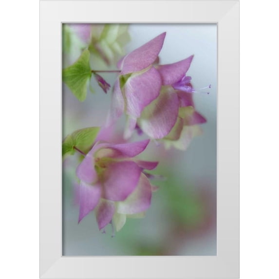 Paulson, Don 11x14 White Modern Wood Framed Museum Art Print Titled - Close-up of ornamental oregano flowers