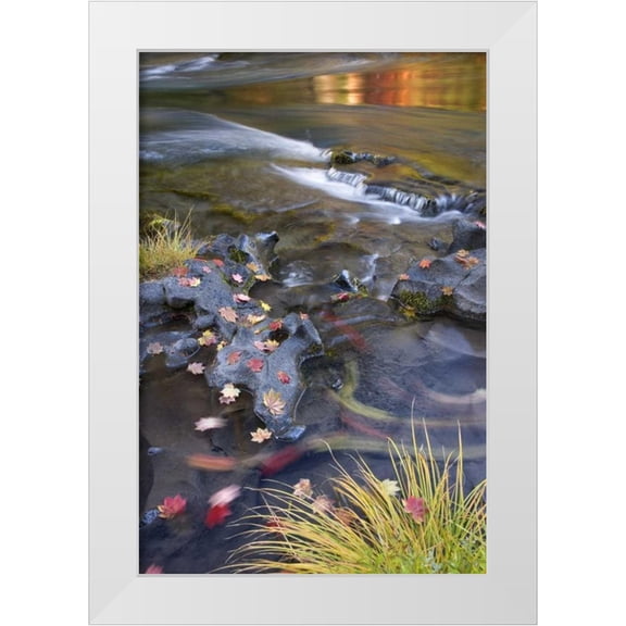 Paulson, Don 11x14 White Modern Wood Framed Museum Art Print Titled - OR, Rogue River NF Leaves and autumn reflections