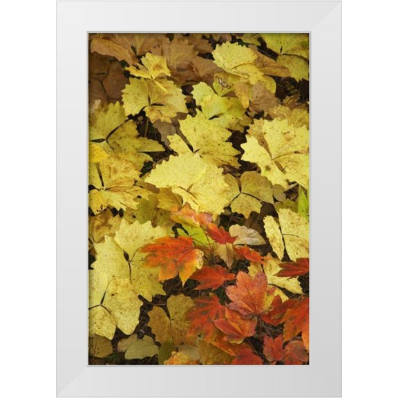 Paulson, Don 11x14 White Modern Wood Framed Museum Art Print Titled - OR, Rogue River NF Leaves on forest floor